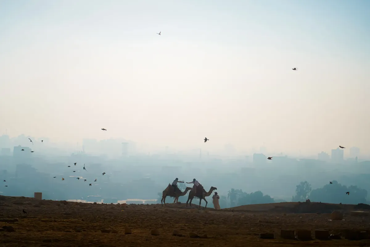 Silhouetted camel riders with cityscape of Cairo, Egypt in the backdrop. Birds flying in the serene evening sky.